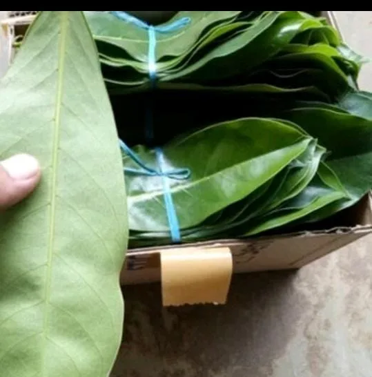 Daun sirsak