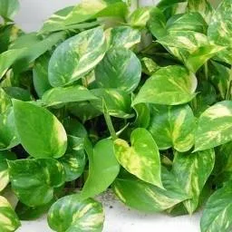 Tanaman Sirih - Sirihan