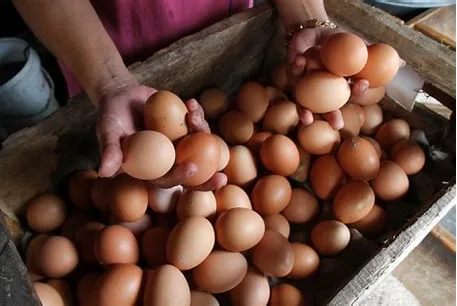 TELUR AYAM