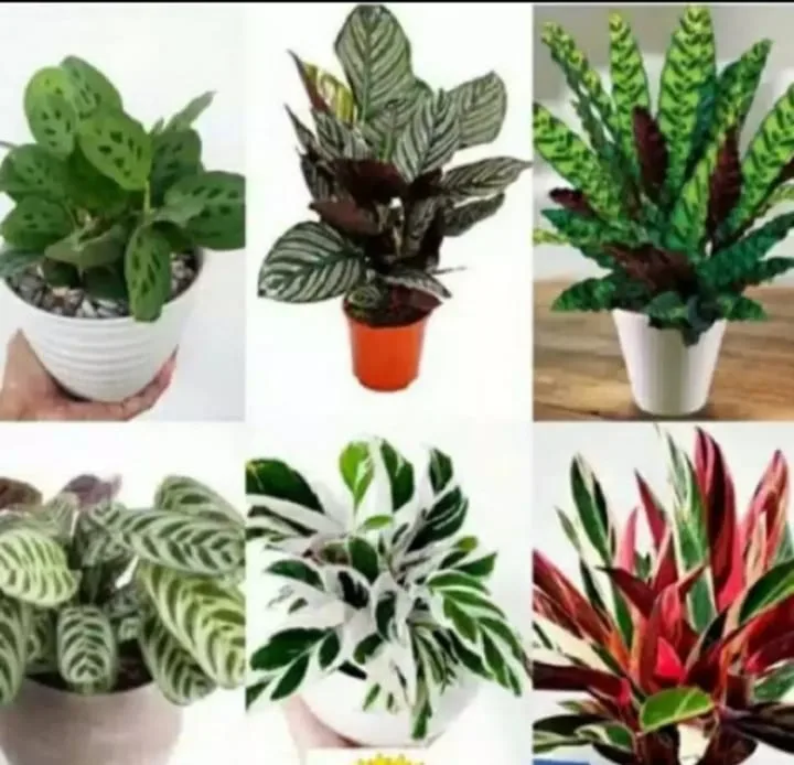 Calathea