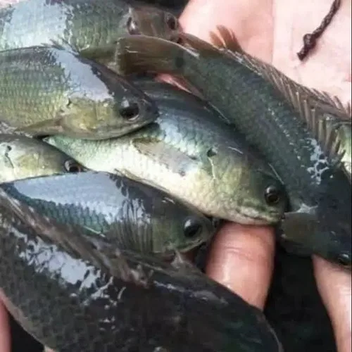 IKAN PAPUYU SEGAR