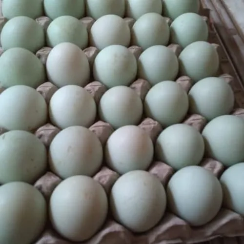 Telor Itik