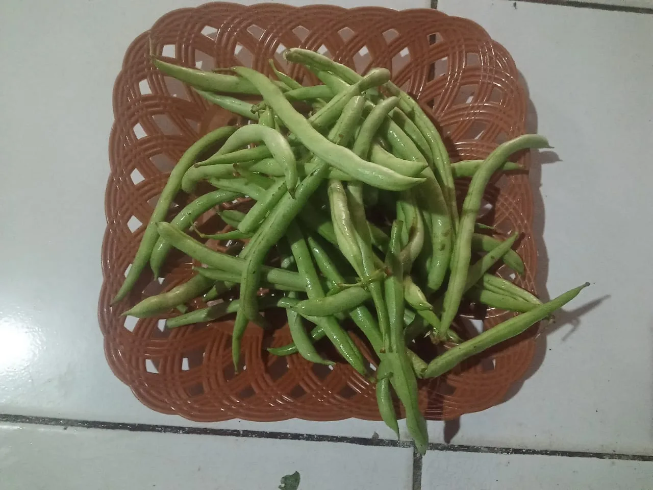 buncis
