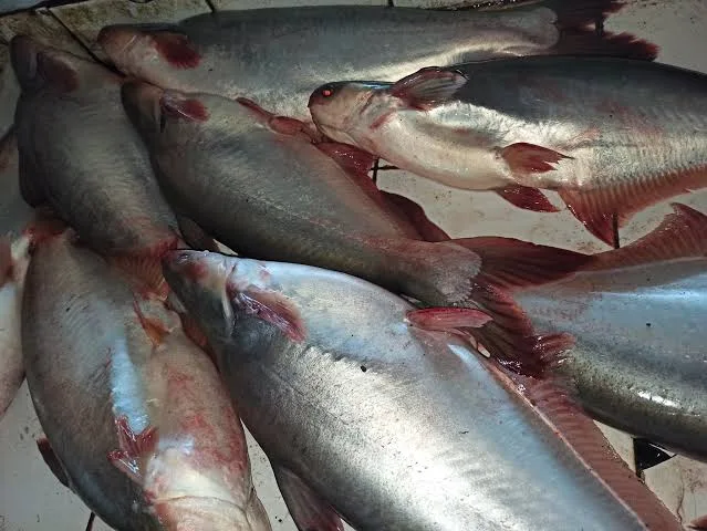IKAN PATIN