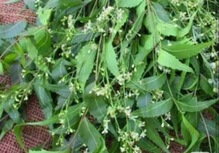 Daun nimba