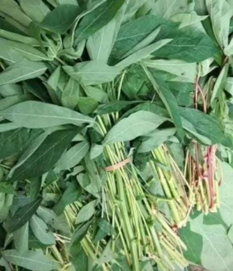 Daun Singkong