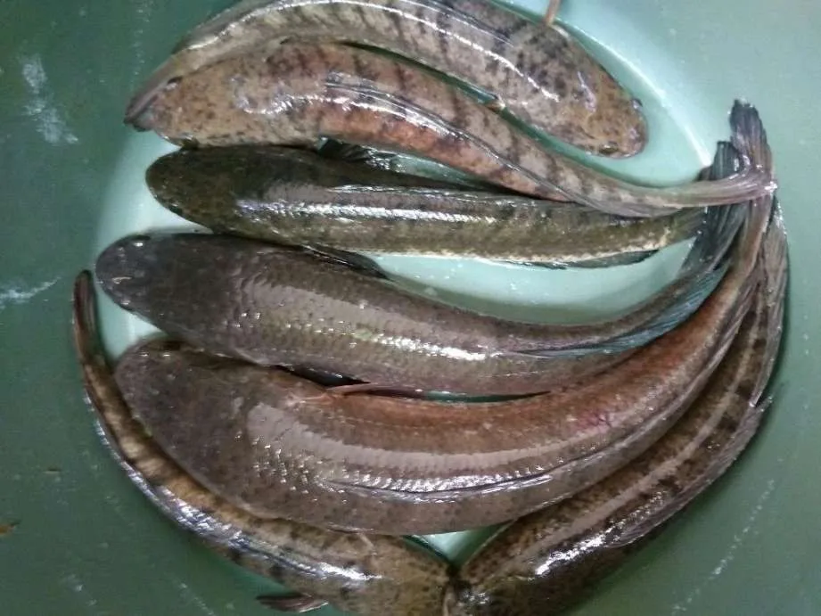 IKAN HARUAN SEGAR