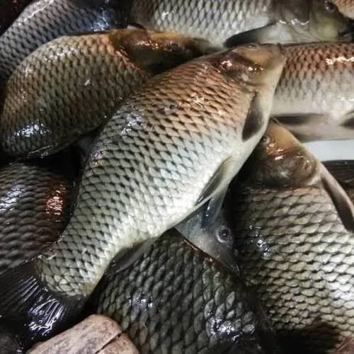 IKAN MAS