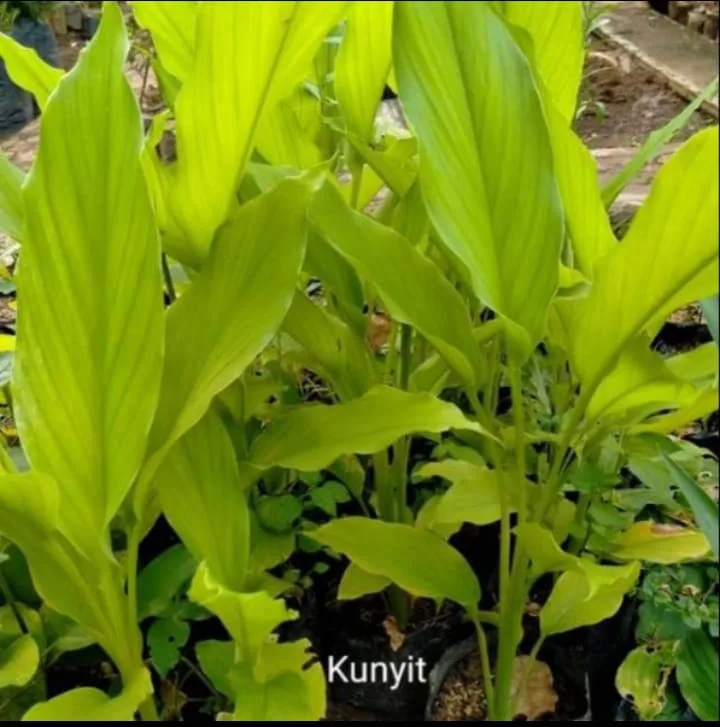 KUNYIT