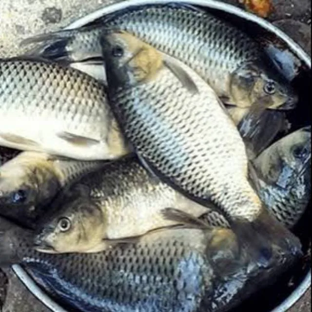 Ikan Mas Segar