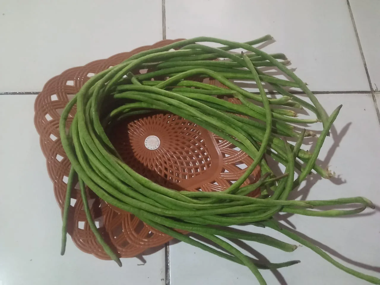 kacang panjang