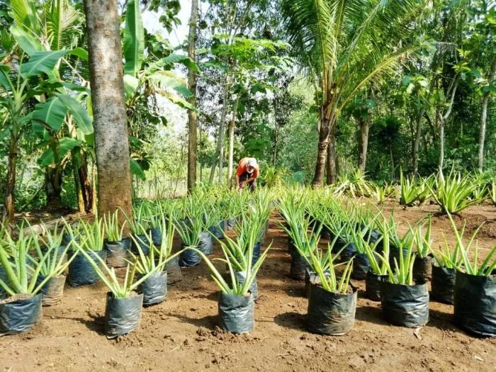Lidah buaya