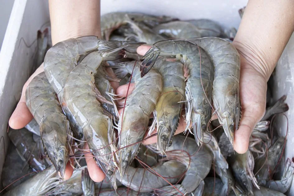 UDANG SEGAR