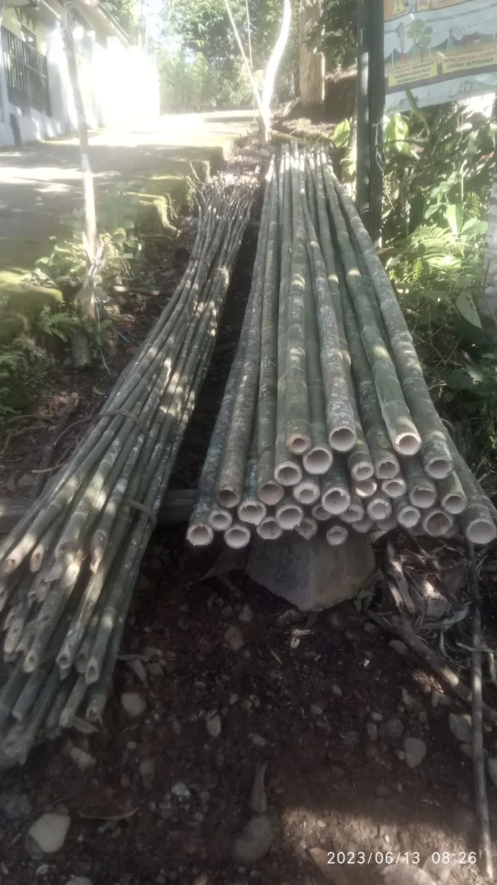 Bambu