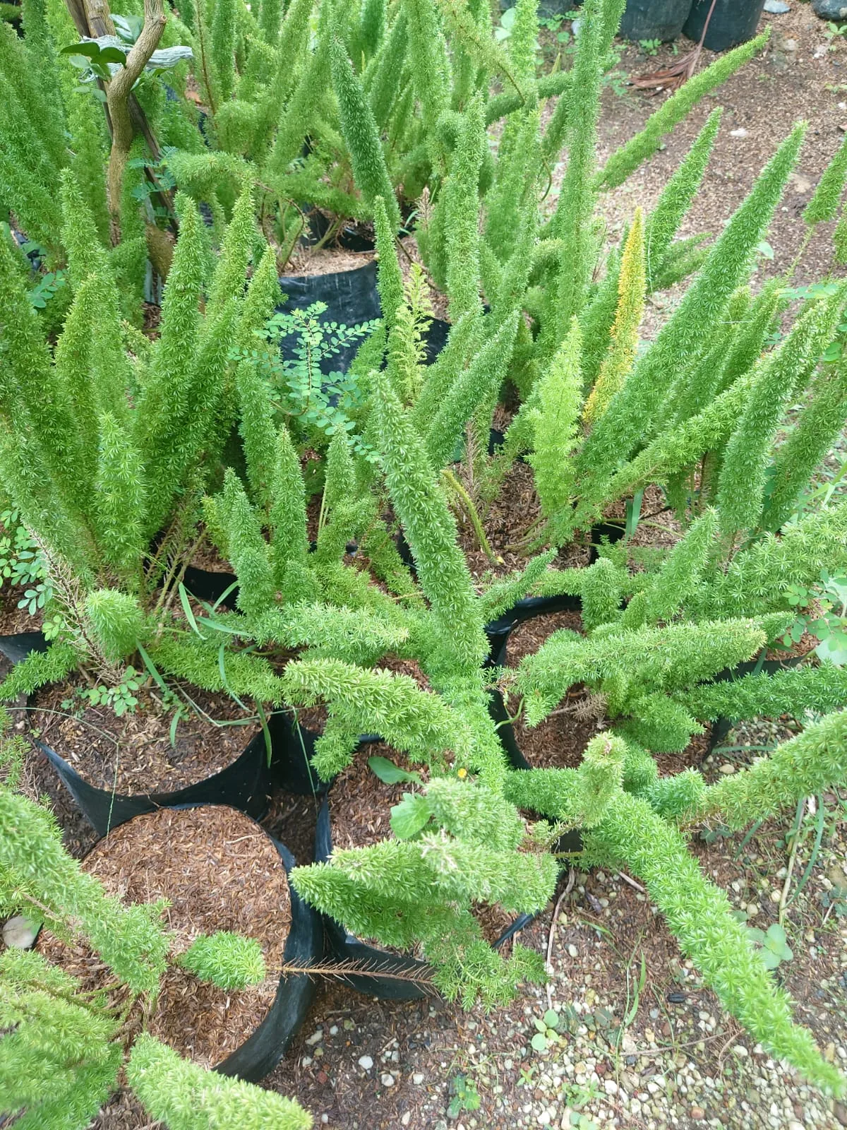 Ekor Tupai