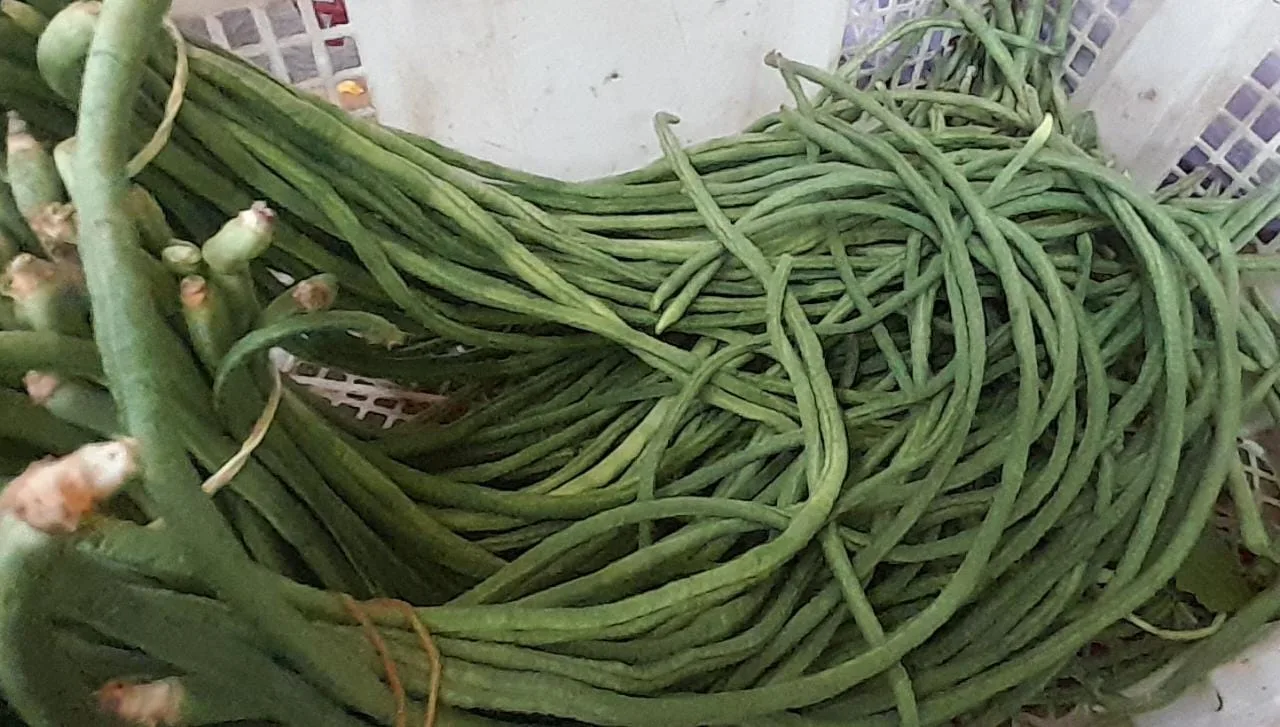 Kacang panjang