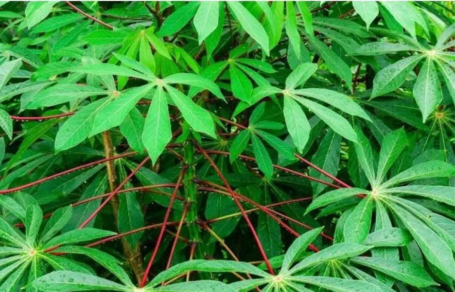 daun singkong