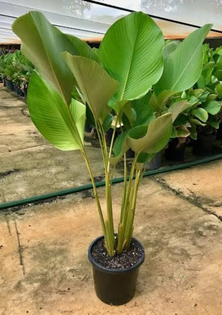 Bunga Chalatea Lutea dan Pot