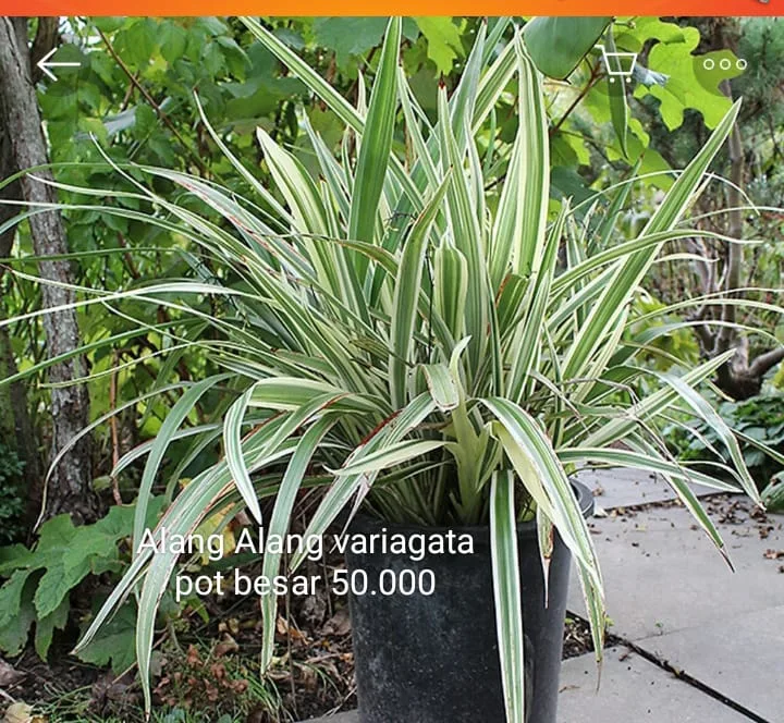 alang alang variagata Pot besar