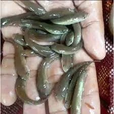 Bibit Ikan Haruan