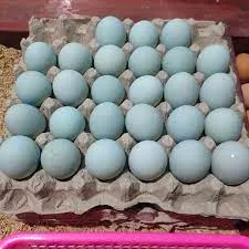 Telur Bebek