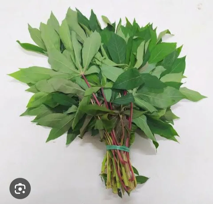 Daun singkong