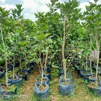 Rambutan Rapiah