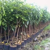 Mangga Madu 2