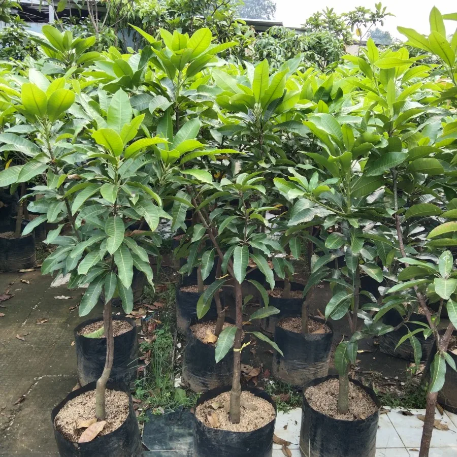 Mangga gadung