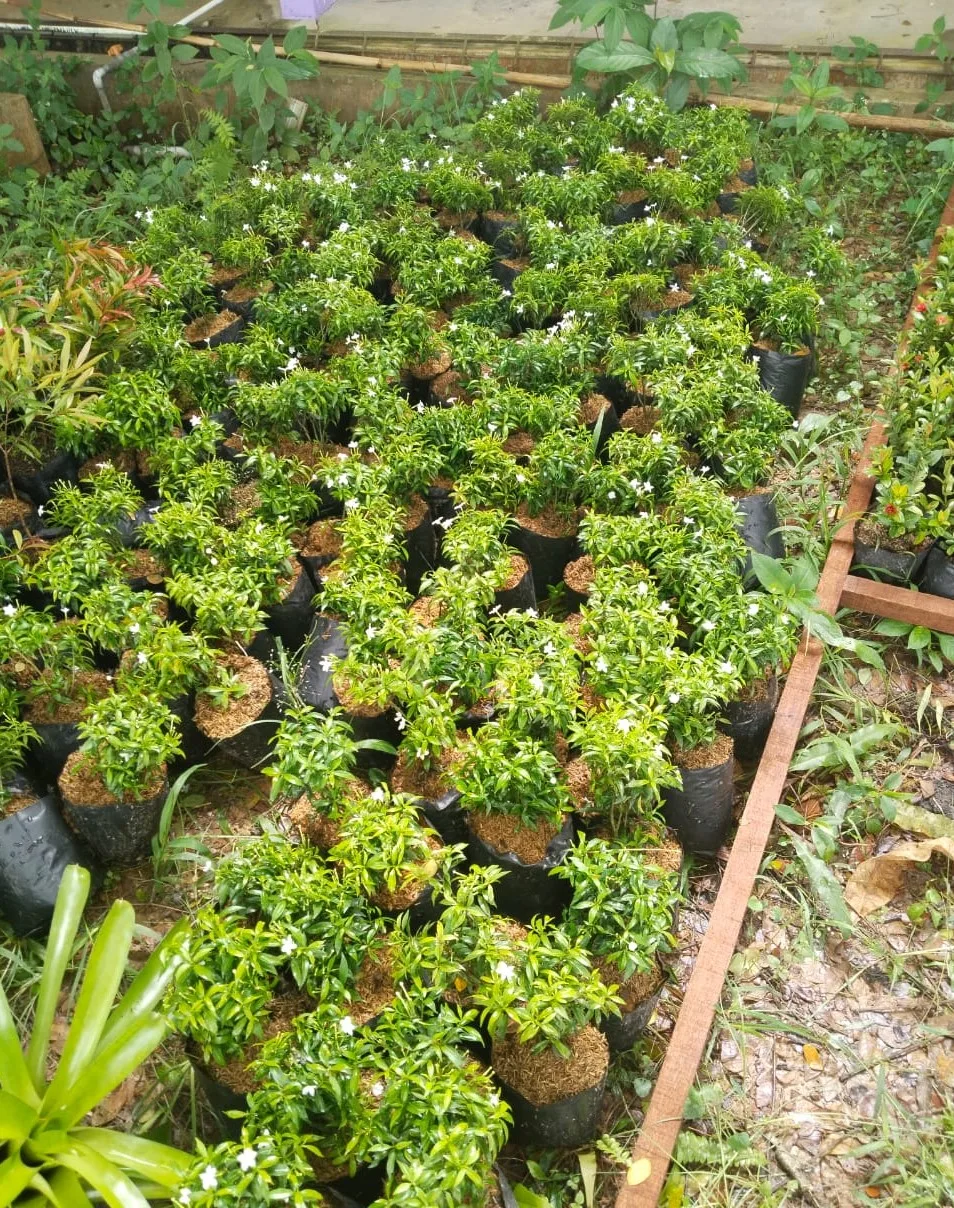 bibit melati jakarta