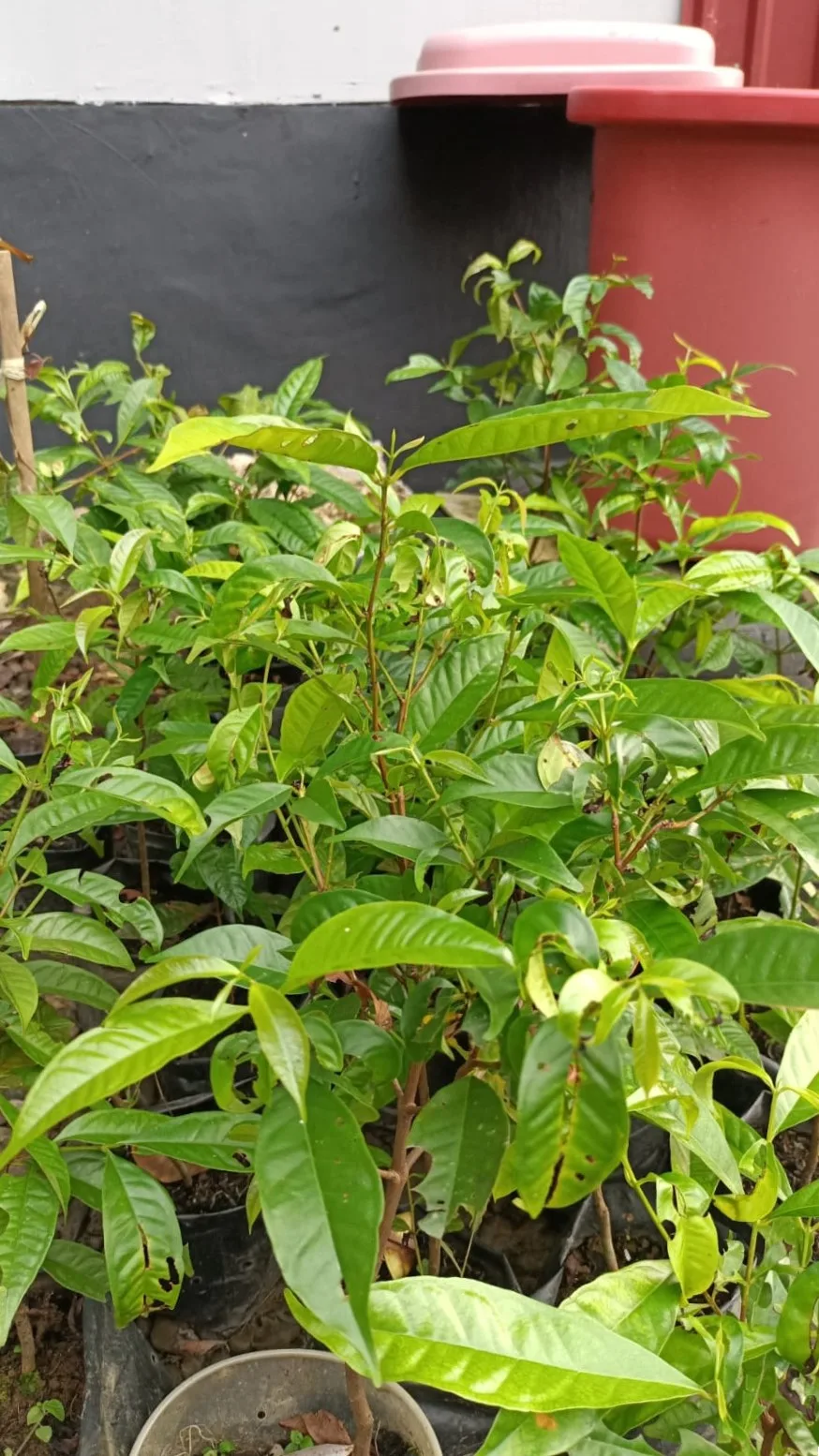 Daun Salam