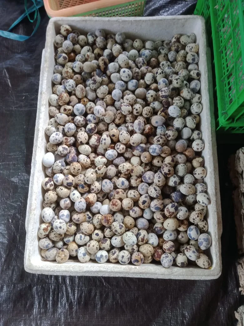 Telur Puyuh