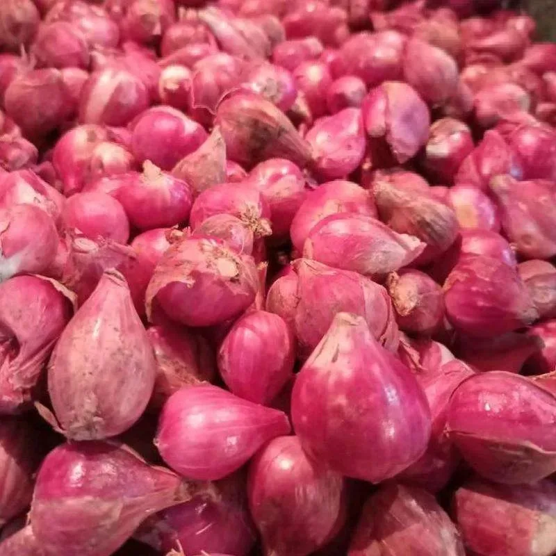 Bawang Merah