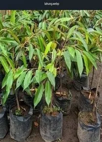 Bibit pohon buah lokal Kalimantan