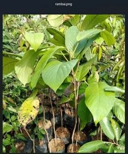 Bibit pohon buah lokal Kalimantan