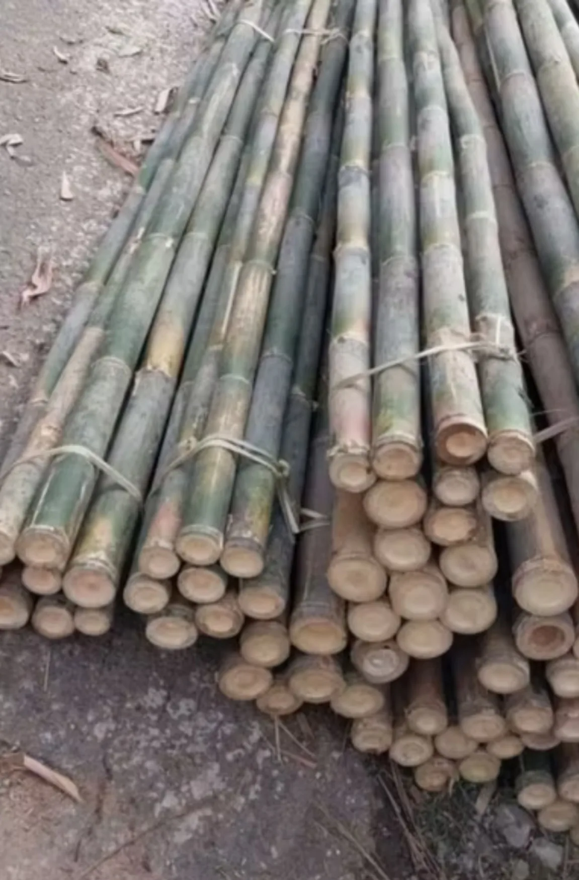 Bambu
