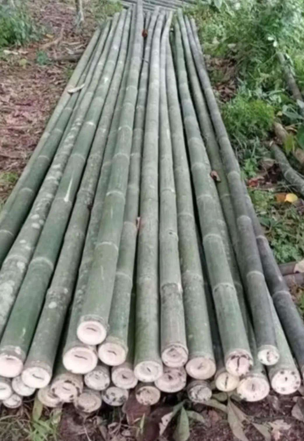 Bambu