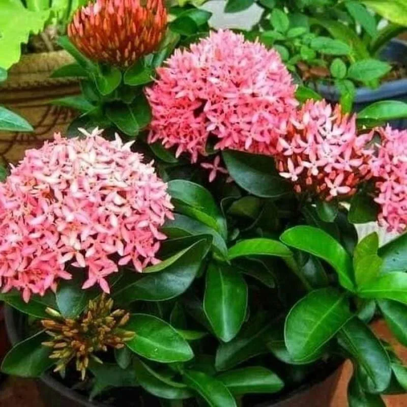Bibit Asoka Pink