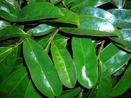 Daun Sirsak