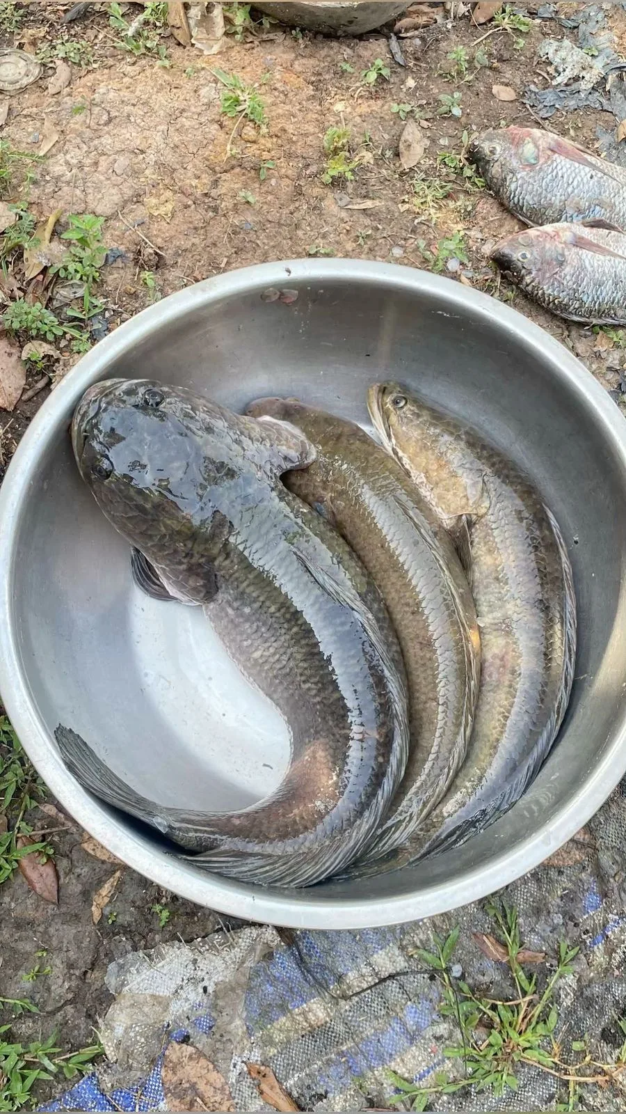 Ikan Haruan Segar