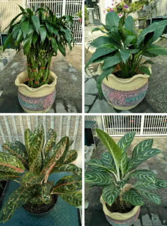 Jasa Sewa Tanaman Hidup