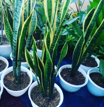 Jasa Sewa Tanaman Hidup