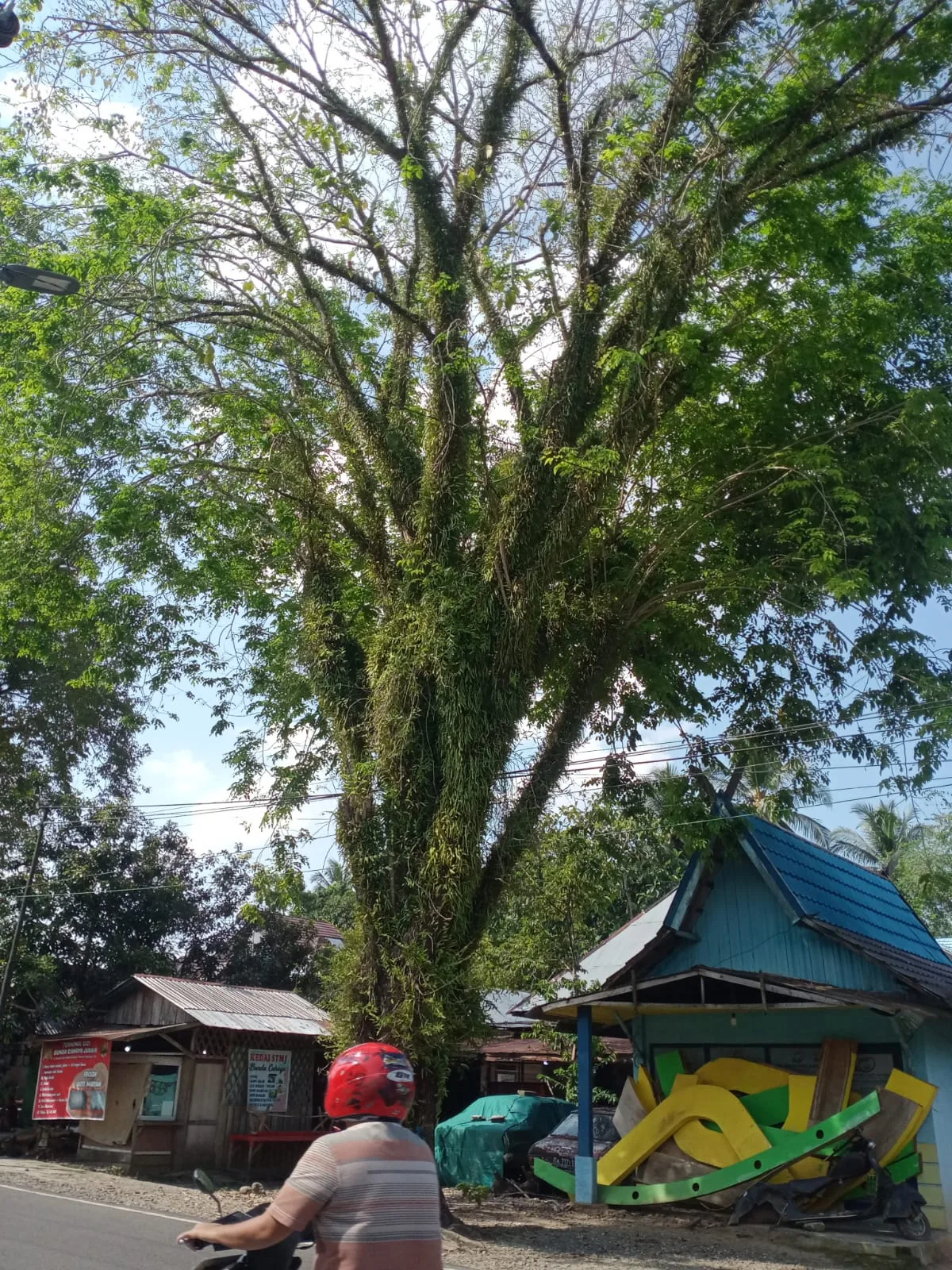 Pemangkasan Pohon Ektra Besar