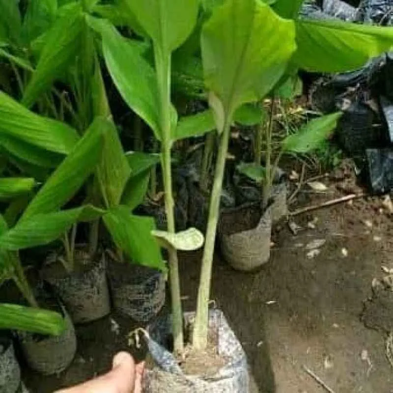 Temulawak