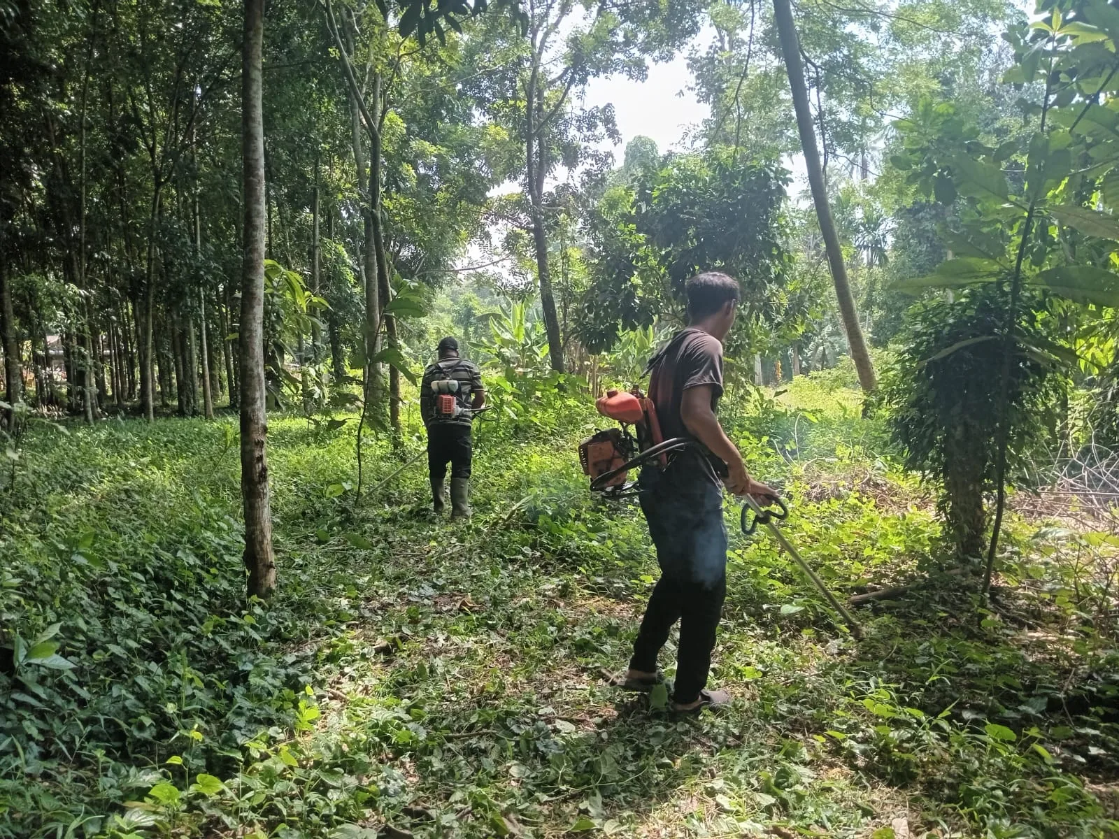 JASA PENYIANGAN DAN PENYULAMAN TANAMAN