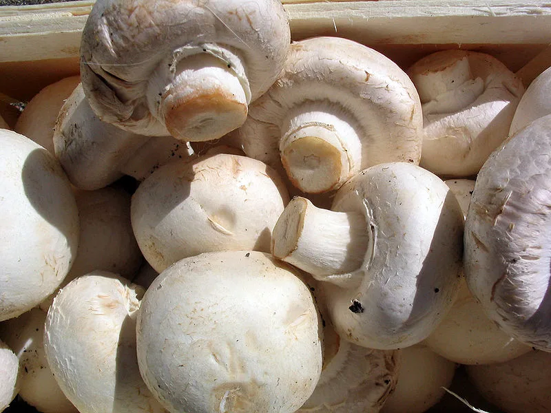 Jamur Kancing