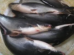 Ikan Patin
