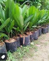 palem kipas (palem kol)