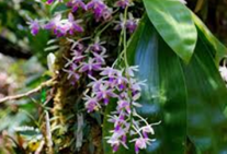 Bibit Tanaman Anggrek Phalaenopsis modesta