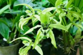 Tanaman Anggrek Coelogyne pandurata